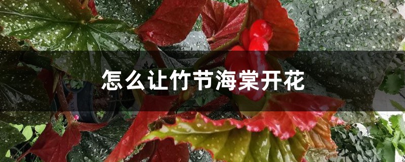 怎么让竹节海棠开花