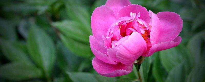 芍药如何过冬