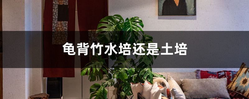 龟背竹水培还是土培