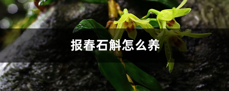 报春石斛怎么养