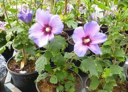 木槿花怎么繁殖方法和注意事项