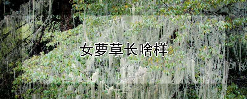 女萝草长啥样
