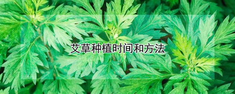 艾草种植时间和方法