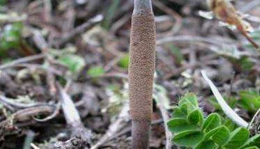 冬虫夏草的生物学特性