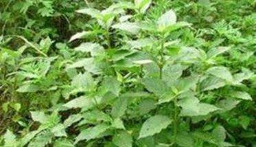 牛膝种植的亩效益情况