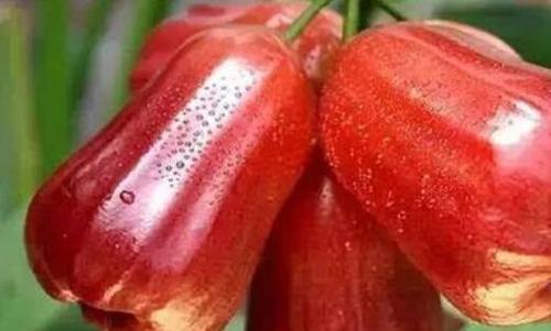 洋蒲桃怎么吃 洋蒲桃的食用方法