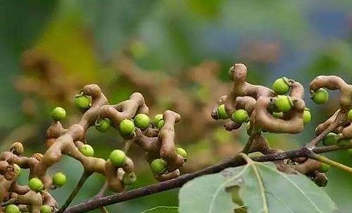 鸡爪梨怎么吃 鸡爪梨的食用方法