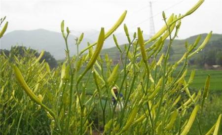 黄花菜 育苗 技术