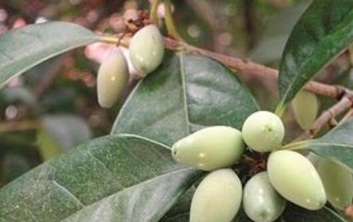 桂花果怎么吃 桂花果如何食用方法