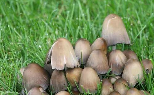 野生草菇的营养价值和图片
