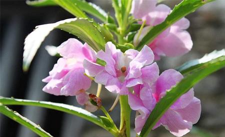 水梅花和凤仙花的区别