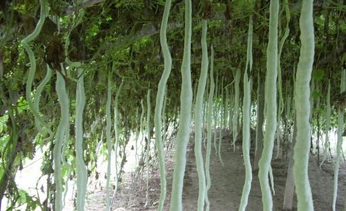 蛇豆的种植方法图解