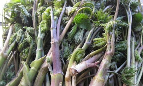 孕妇适宜吃山野菜吗