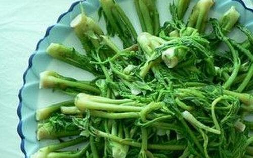 野菜刺五加怎么吃 刺五加的吃法技巧