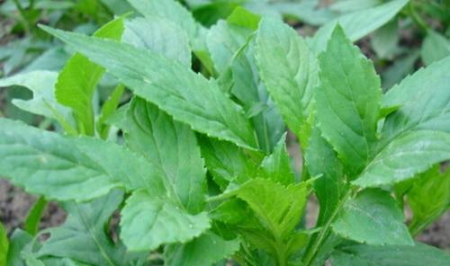 可以治妇科病的野菜