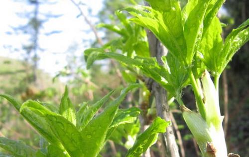 野菜刺五加的功效和作用