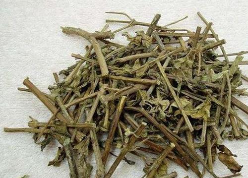 猫须草茶的功效与作用 喝猫须草茶的药用价值