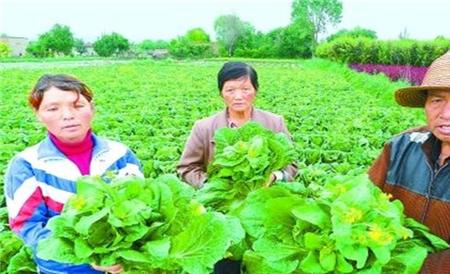 娃娃菜不包心的原因及应对措施