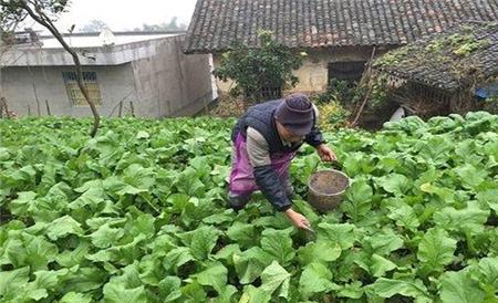 春菜的种植时间和方法