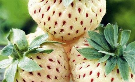 菠萝莓和白草莓区别