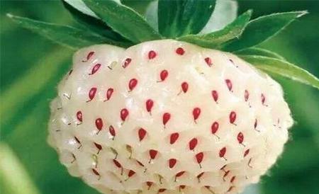 菠萝莓和白草莓区别