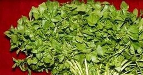 西洋菜的功效和作用