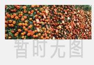 黑枸杞泡茶是什么颜色