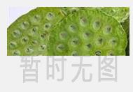 黑枸杞泡什么茶最好