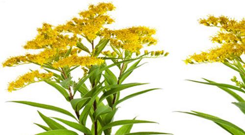 蒜香大黄花