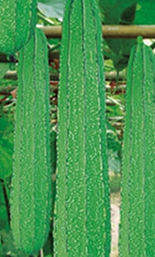 春丝瓜的管理 春季种植丝瓜技巧