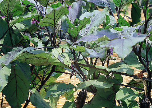 茄子种植技巧 茄子栽培注意事项