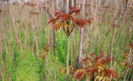 香椿 田间管理 要点