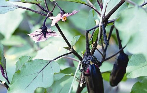 栽种茄子误区 茄子种植注意事项