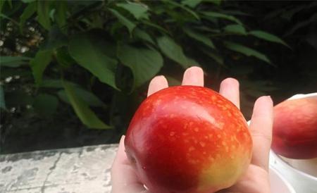 油桃和毛桃的区别