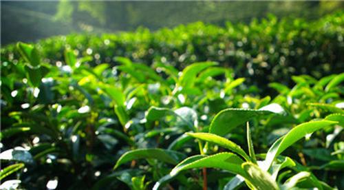 龙井茶的特点