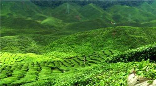 龙井茶的特点