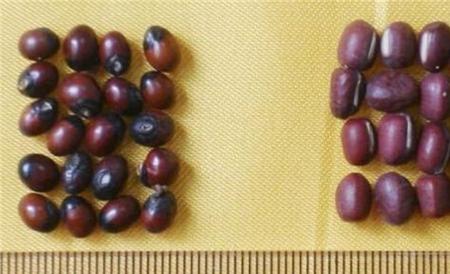 赤小豆和红豆区别
