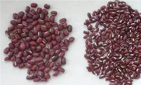 赤小豆和红豆区别