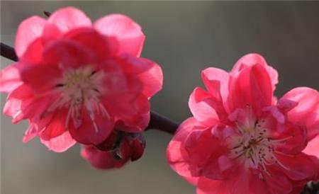 梅花和桃花的区别