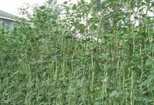 豇豆的田间管理和种植技巧