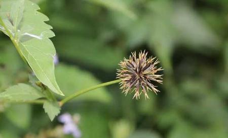 植物传播种子的方法