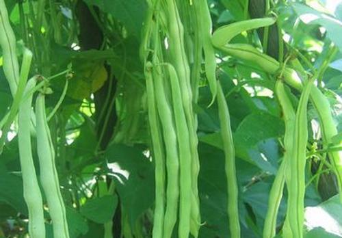 芸豆怎么保存 芸豆贮藏方法