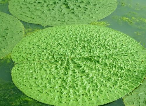 芡实的功效和芡实选购技巧