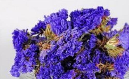 勿忘我花茶怎么泡 勿忘我花茶怎么喝