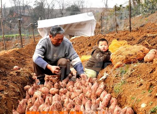 红薯发芽了还能吃吗