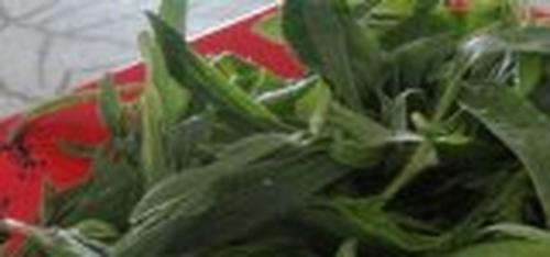 野菜扫帚菜怎么吃好