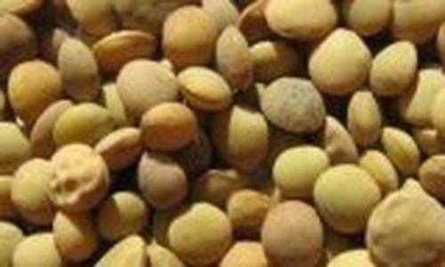 小扁豆水熬多久