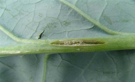 花椰菜缺硼症状及防治措施