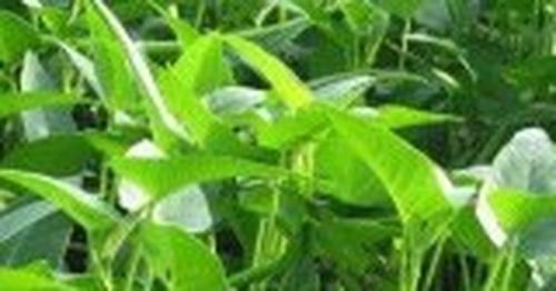 蕹菜的功效和作用