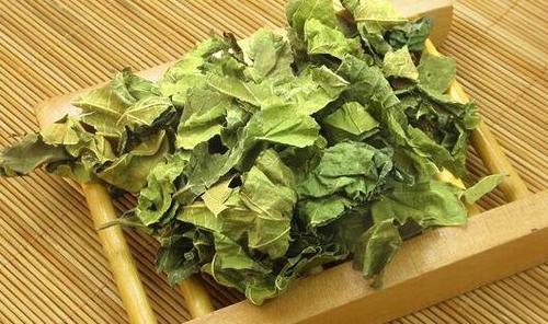 桑叶茶的功效与作用 长期喝桑叶茶的副作用